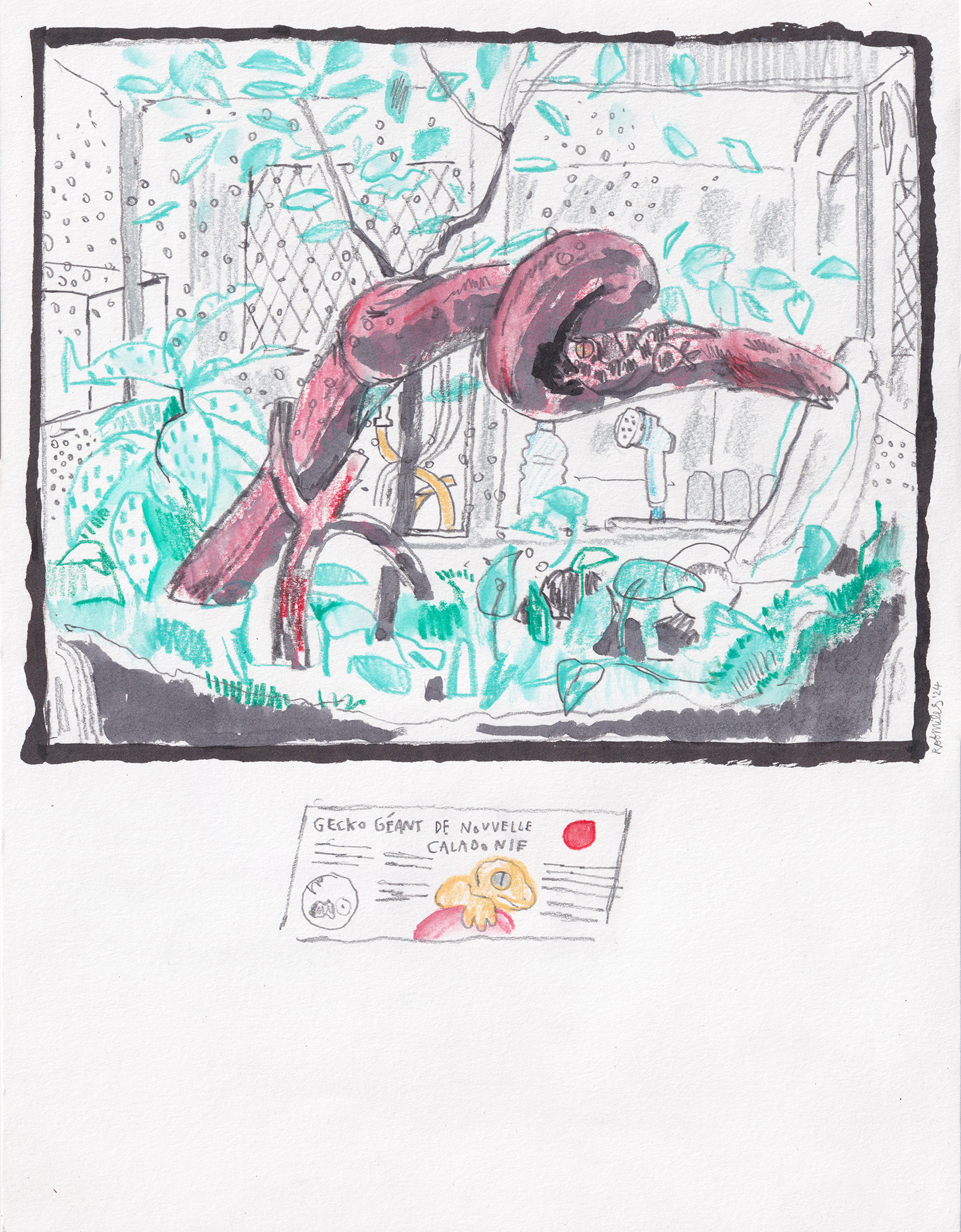 Gecko G�ant de Nouvelle Caladonie, 2024