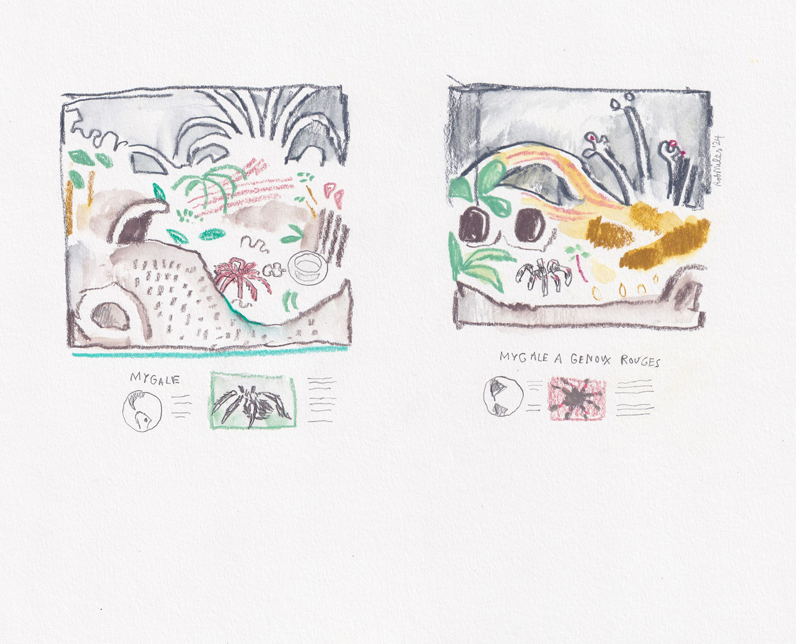 Mygale, Mygale � Genoux Rouges, 2024