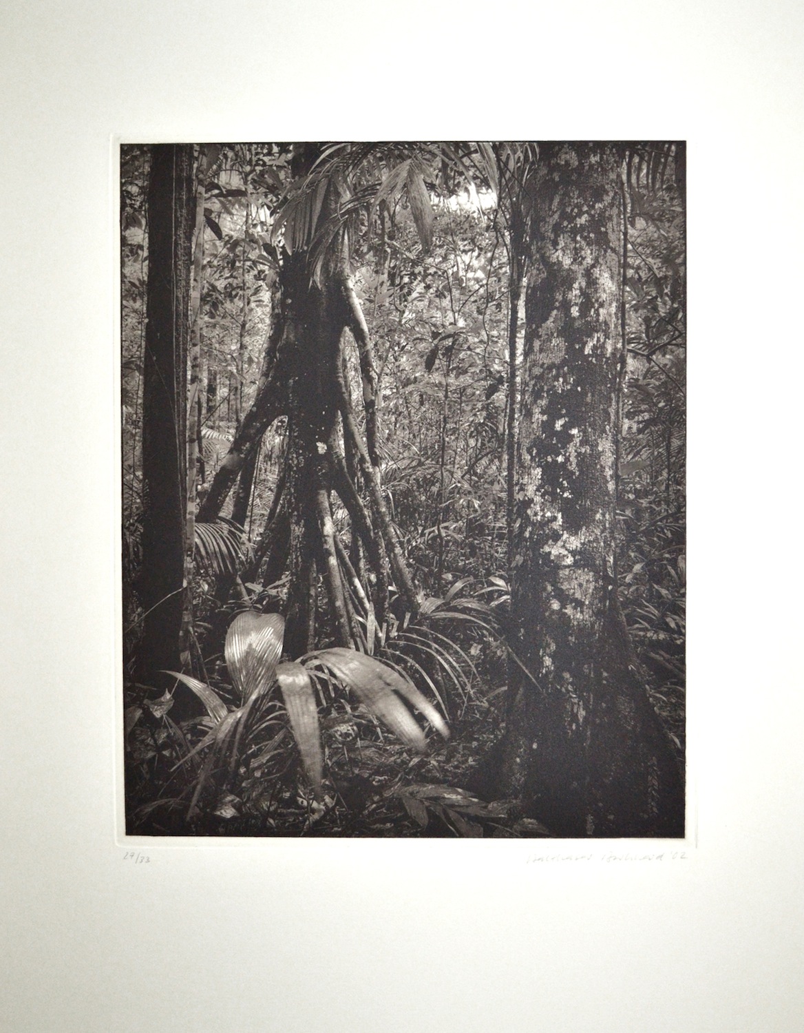 Rio Negro, 2002-2003