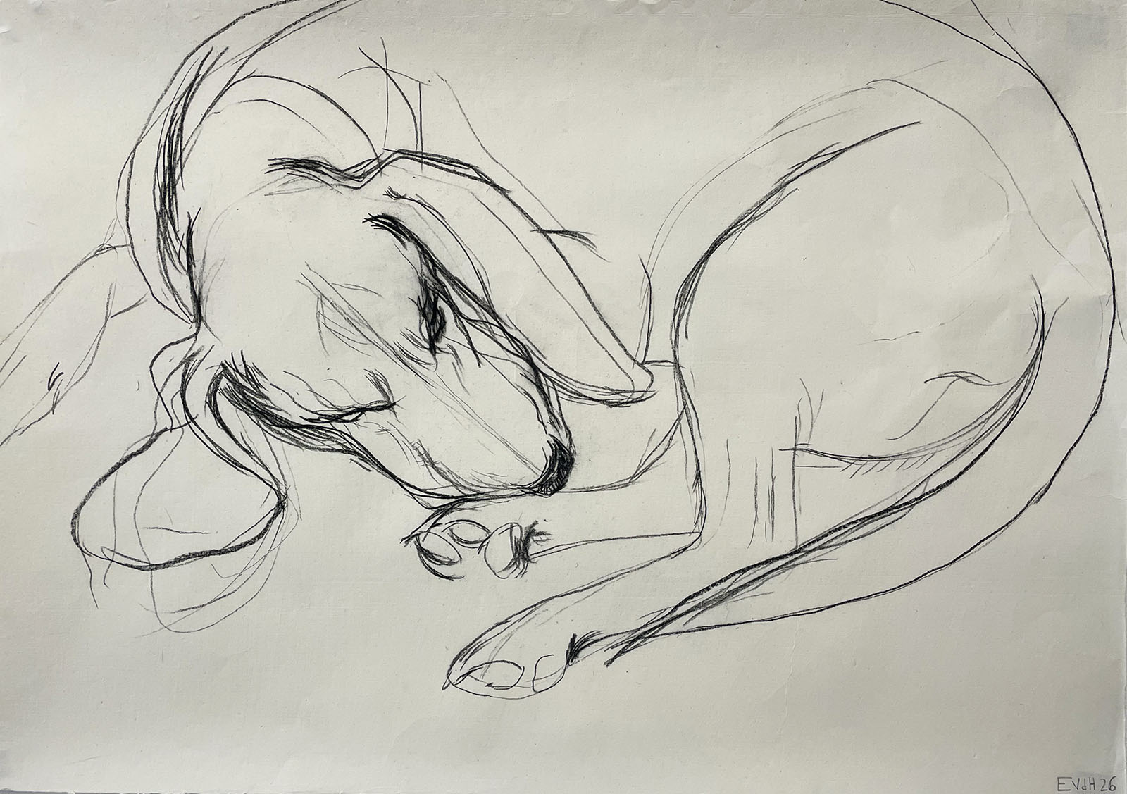 Chien couch� #1, 2026