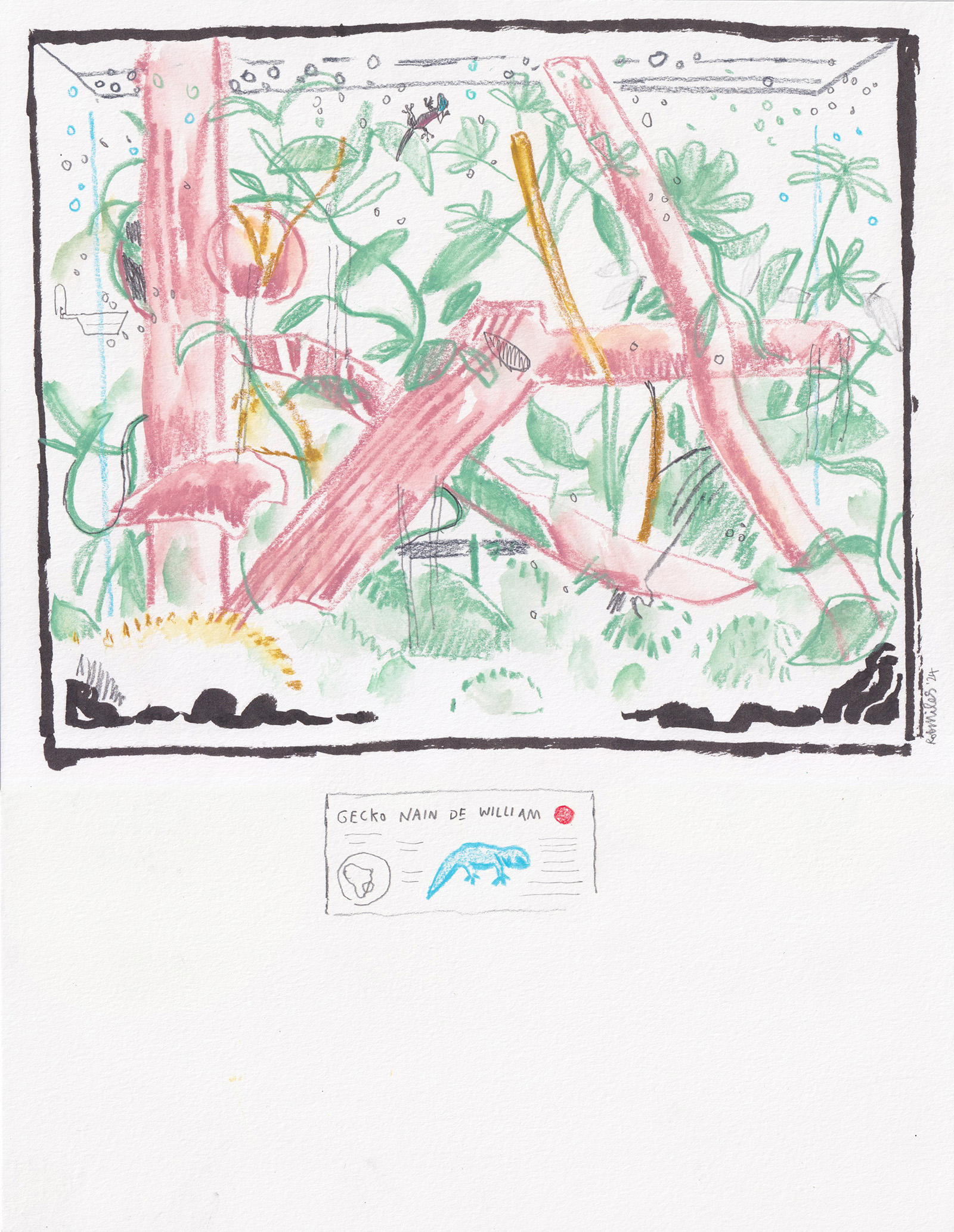 Gecko Nain de William, 2024